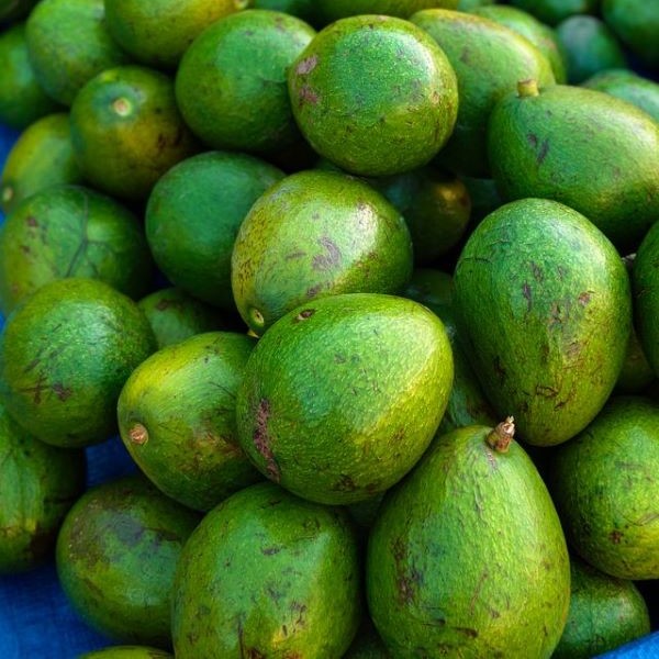 Avocadoes