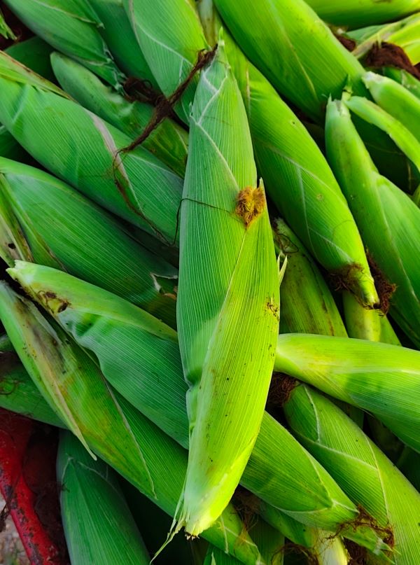 Green Maize